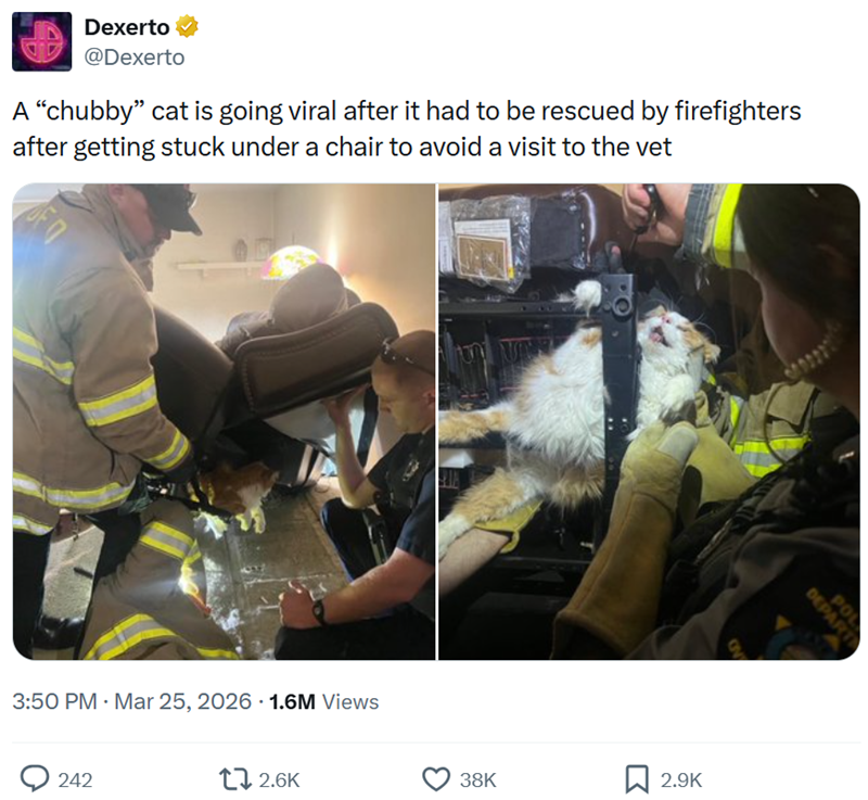 Dexerto @Dexerto A "chubby" cat is going viral after it had to be rescued by firefighters after getting stuck under a chair to avoid a visit to the vet 3:50 PM · Mar 25, 2026 1.6M Views 242 12.6K 38K 2.9K DEPART POL