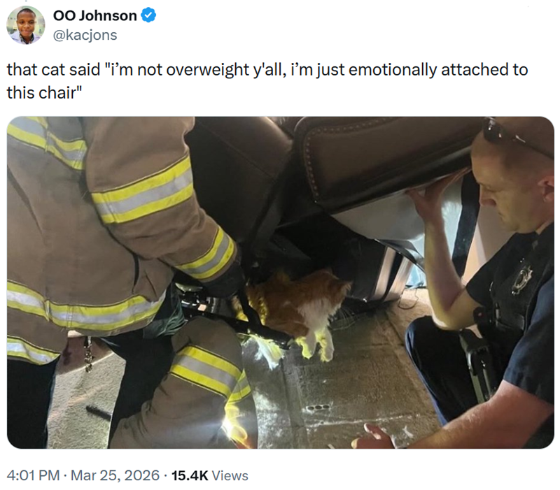 OO Johnson @kacjons that cat said "i'm not overweight y'all, i'm just emotionally attached to this chair" 4:01 PM · Mar 25, 2026 15.4K Views