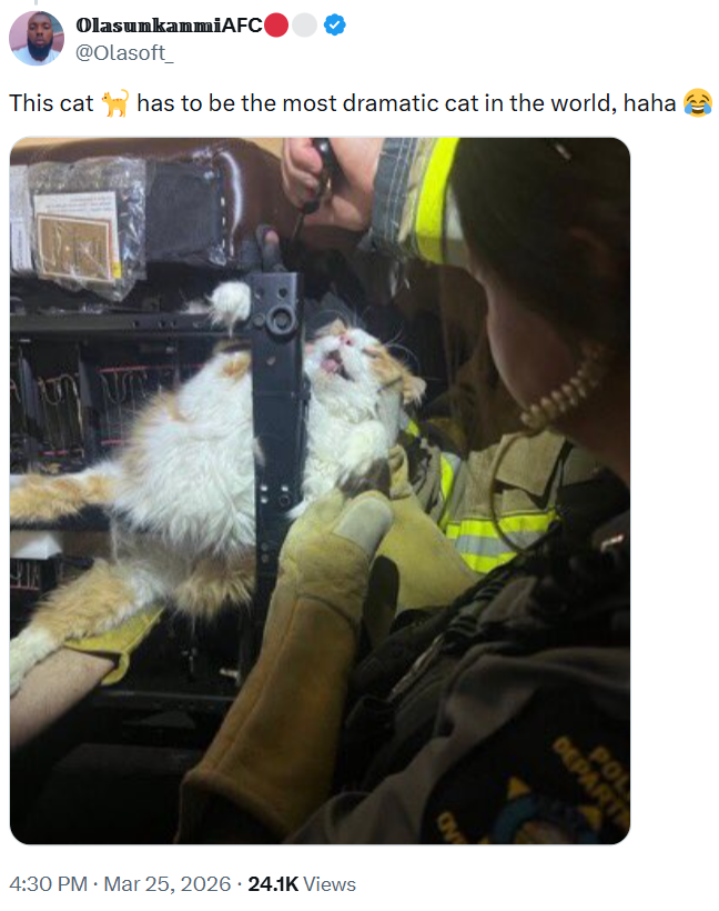 OlasunkanmiAFC @Olasoft_ This cat has to be the most dramatic cat in the world, haha 4:30 PM · Mar 25, 2026 · 24.1K Views POL DEPART