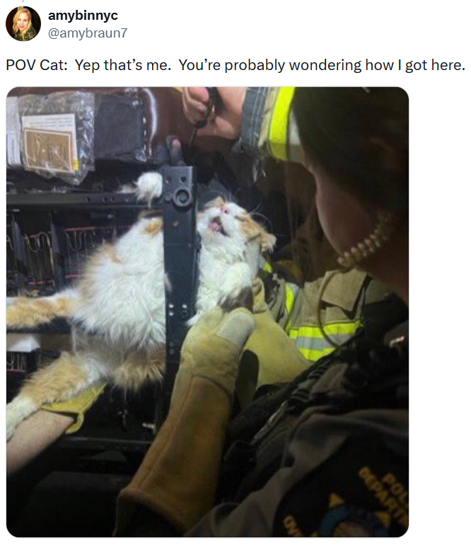 amybinnyc @amybraun7 POV Cat: Yep that's me. You're probably wondering how I got here. POL DEPART