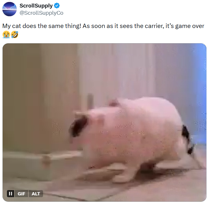 ScrollSupply ❤ @ScrollSupplyCo My cat does the same thing! As soon as it sees the carrier, it's game over II GIF ALT