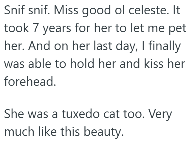Snif snif. Miss good ol celeste. It took 7 years for her to let me pet her. And on her last day, I finally was able to hold her and kiss her forehead. She was a tuxedo cat too. Very much like this beauty.