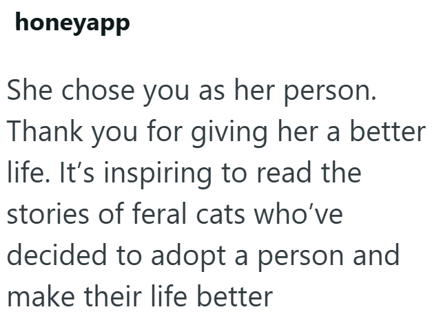 honeyapp She chose you as her person. Thank you for giving her a better life. It's inspiring to read the stories of feral cats who've decided to adopt a person and make their life better