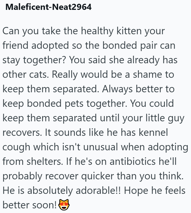 Maleficent-Neat2964 Can you take the healthy kitten your friend adopted so the bonded pair can stay together? You said she already has other cats. Really would be a shame to keep them separated. Always better to keep bonded pets together. You could keep them separated until your little guy recovers. It sounds like he has kennel cough which isn't unusual when adopting from shelters. If he's on antibiotics he'll probably recover quicker than you think. He is absolutely adorable!! Hope he feels bet