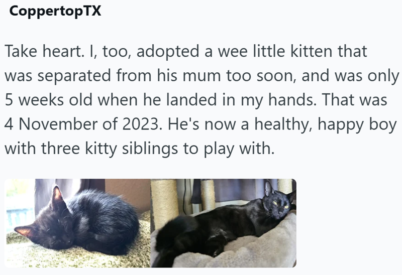 CoppertopTX Take heart. I, too, adopted a wee little kitten that was separated from his mum too soon, and was only 5 weeks old when he landed in my hands. That was 4 November of 2023. He's now a healthy, happy boy with three kitty siblings to play with.