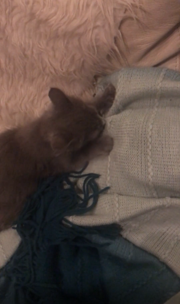 Cheezburger Image 10619682304