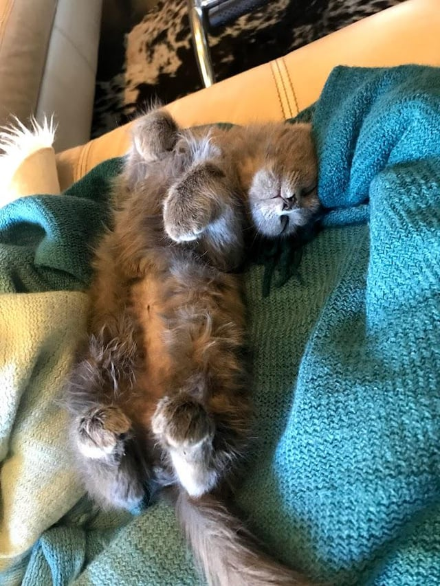 Cheezburger Image 10619682560