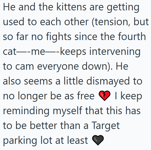 He and the kittens are getting used to each other (tension, but so far no fights since the fourth cat--me--keeps intervening to cam everyone down). He also seems a little dismayed to no longer be as free I keep reminding myself that this has to be better than a Target parking lot at least