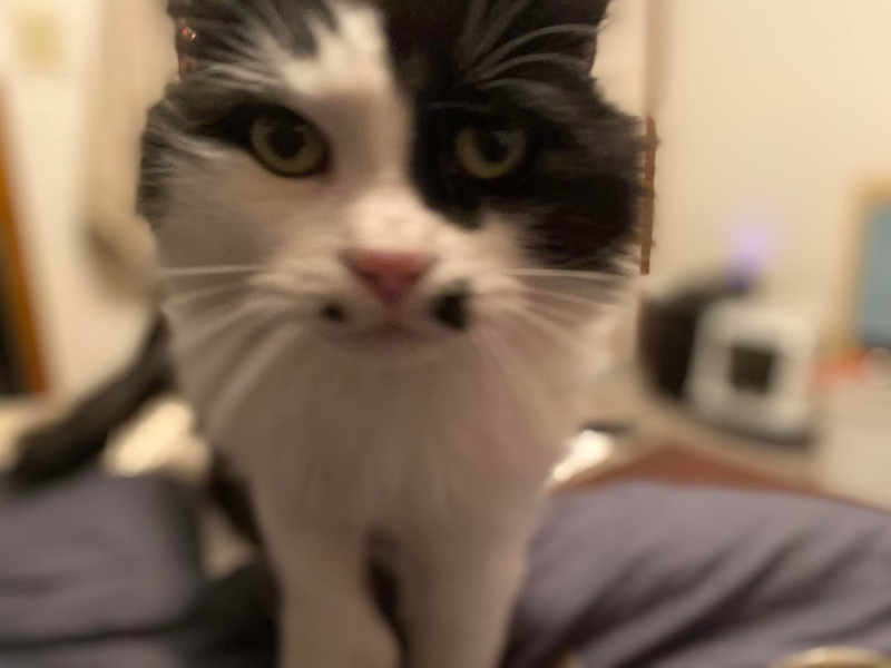 Cheezburger Image 10619685120