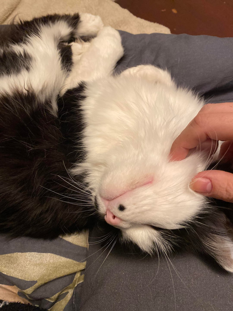 Cheezburger Image 10619685632