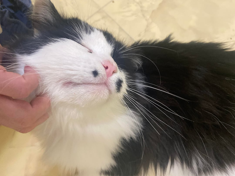 Cheezburger Image 10619686144