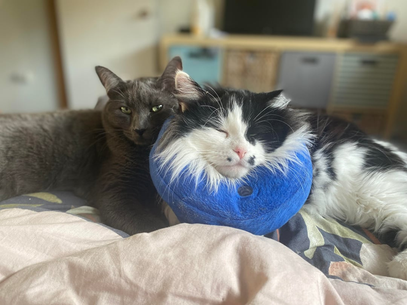 Cheezburger Image 10619686400