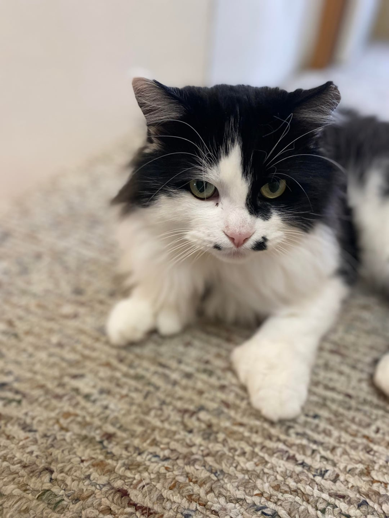 Cheezburger Image 10619686656