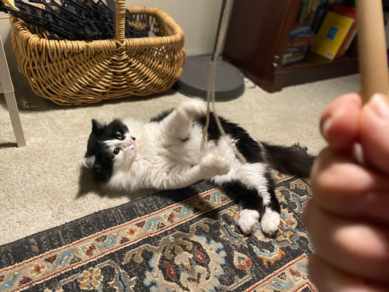 Cheezburger Image 10619686912