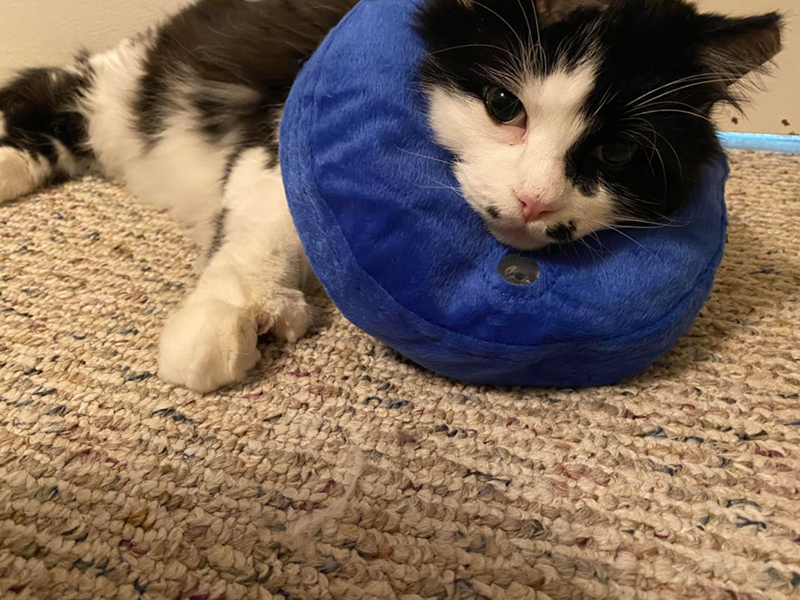 Cheezburger Image 10619687424