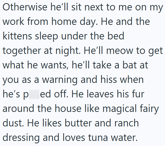 Otherwise he'll sit next to me on my work from home day. He and the kittens sleep under the bed together at night. He'll meow to get what he wants, he'll take a bat at you as a warning and hiss when he's ped off. He leaves his fur around the house like magical fairy dust. He likes butter and ranch dressing and loves tuna water.