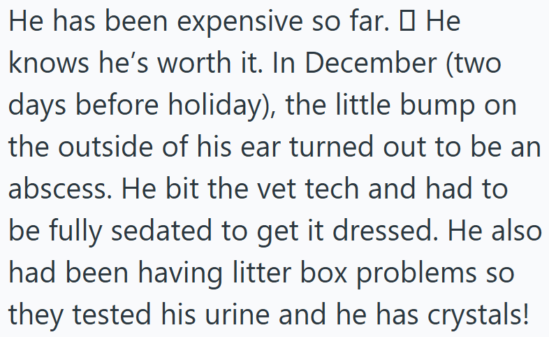 He has been expensive so far. □ He knows he's worth it. In December (two days before holiday), the little bump on the outside of his ear turned out to be an abscess. He bit the vet tech and had to be fully sedated to get it dressed. He also had been having litter box problems so they tested his urine and he has crystals!