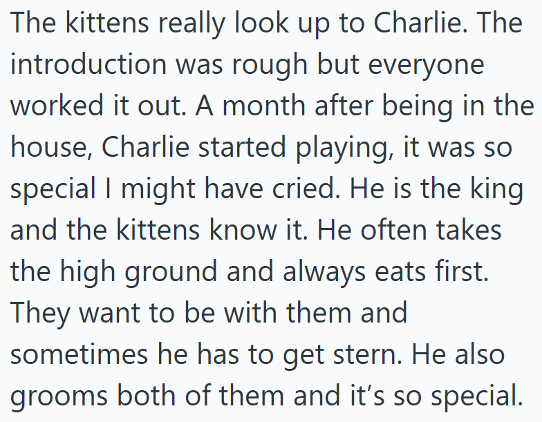 The kittens really look up to Charlie. The introduction was rough but everyone worked it out. A month after being in the house, Charlie started playing, it was so special I might have cried. He is the king and the kittens know it. He often takes the high ground and always eats first. They want to be with them and sometimes he has to get stern. He also grooms both of them and it's so special.
