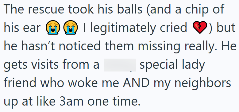 The rescue took his balls (and a chip of his ear I legitimately cried ♡) but he hasn't noticed them missing really. He gets visits from a special lady friend who woke me AND my neighbors up at like 3am one time.