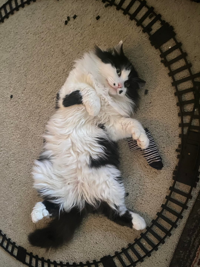 Cheezburger Image 10619690496