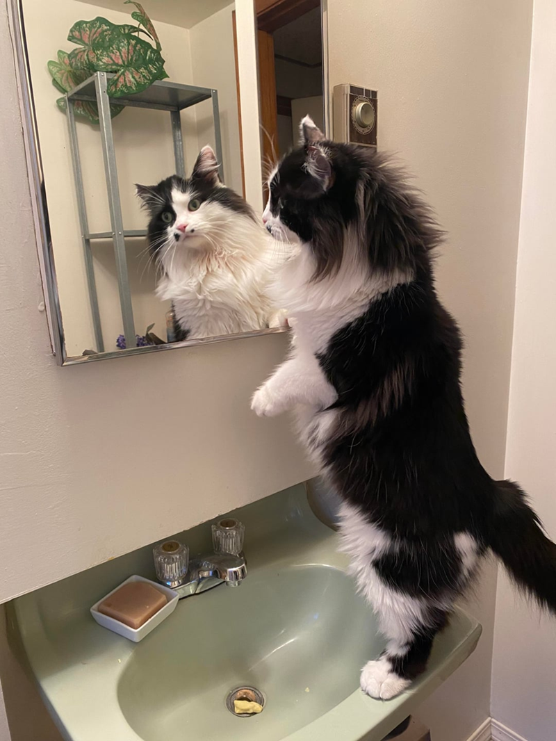 Cheezburger Image 10619691008