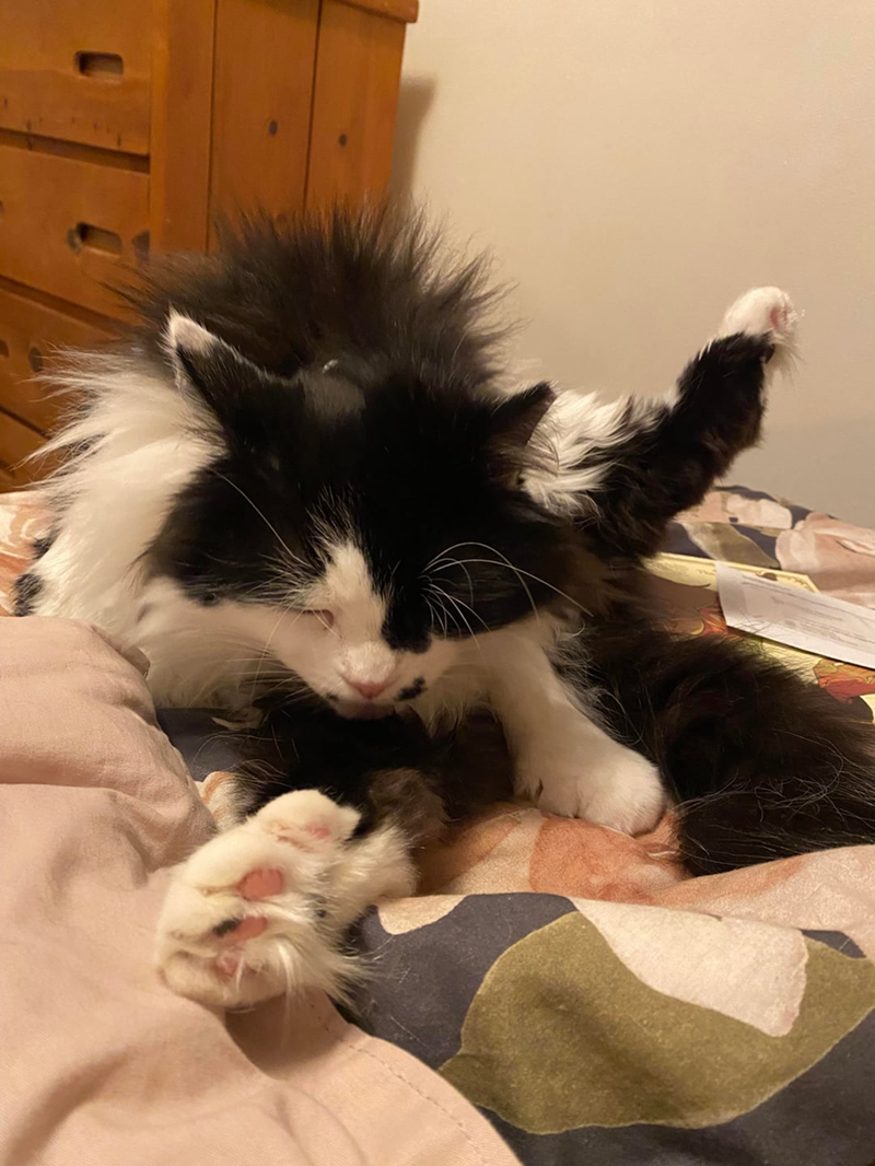 Cheezburger Image 10619691264