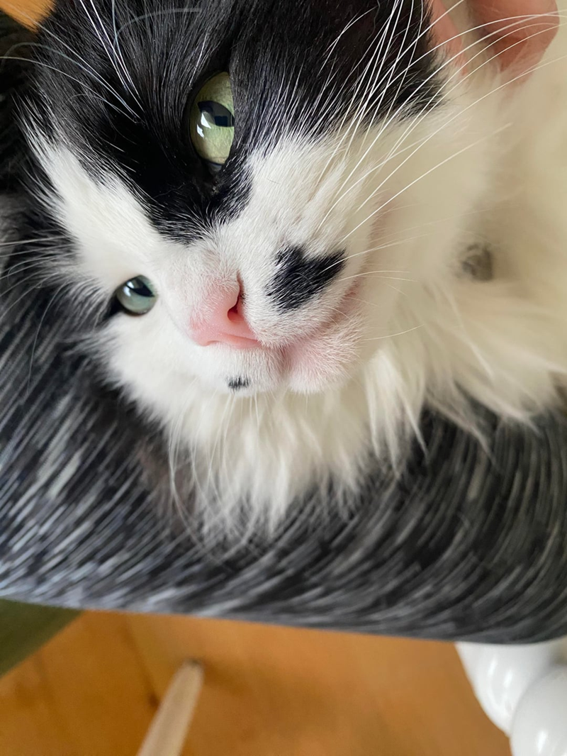 Cheezburger Image 10619691520