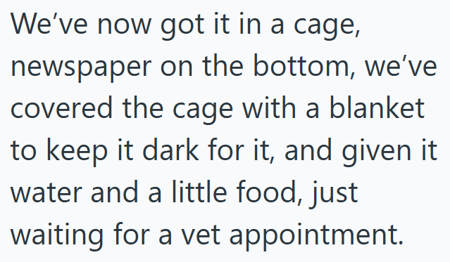 We've now got it in a cage, newspaper on the bottom, we've covered the cage with a blanket to keep it dark for it, and given it water and a little food, just waiting for a vet appointment.