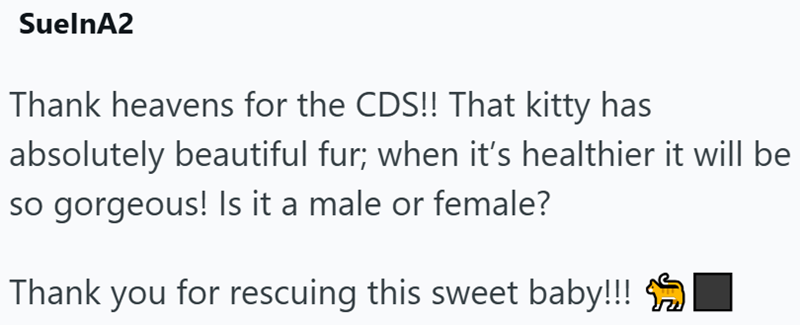 SuelnA2 Thank heavens for the CDS!! That kitty has absolutely beautiful fur; when it's healthier it will be so gorgeous! Is it a male or female? Thank you for rescuing this sweet baby!!!