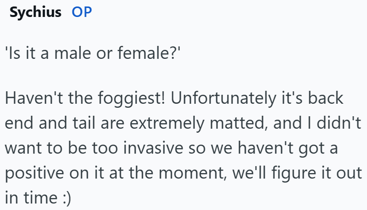 Sychius OP 'Is it a male or female?' Haven't the foggiest! Unfortunately it's back end and tail are extremely matted, and I didn't want to be too invasive so we haven't got a positive on it at the moment, we'll figure it out in time :)