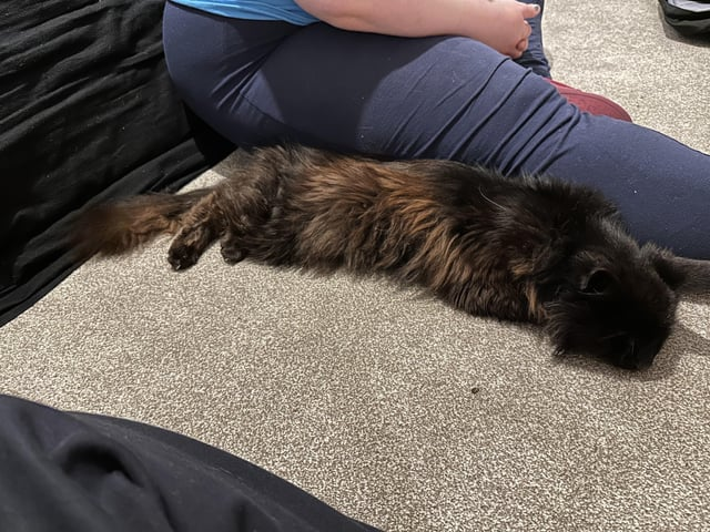 Cheezburger Image 10619696128