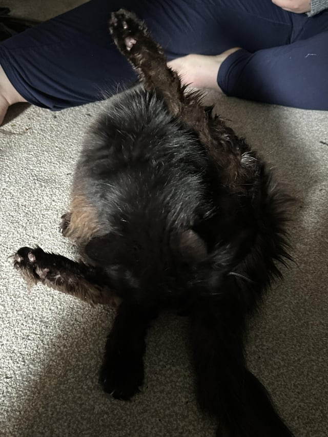 Cheezburger Image 10619697152