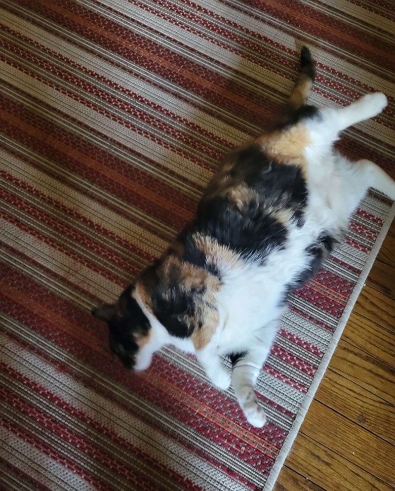 Cheezburger Image 10619703040