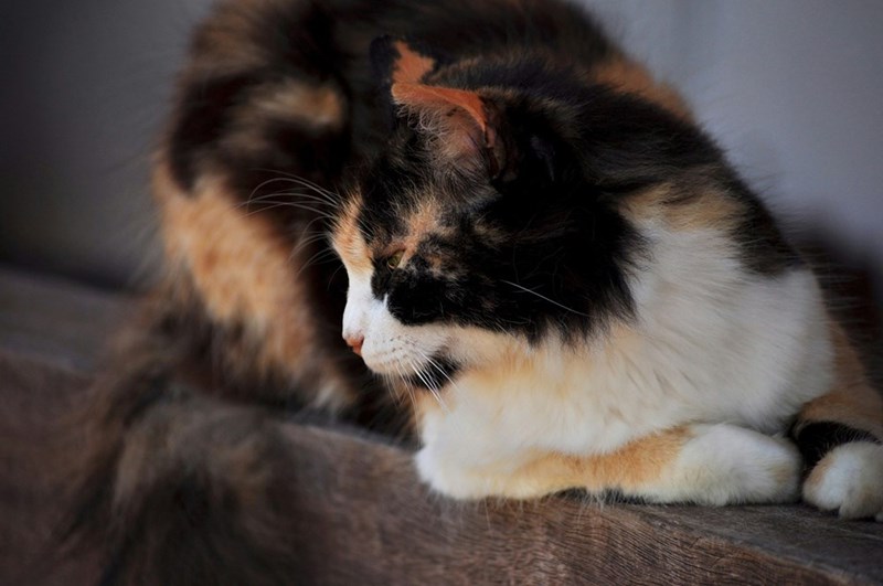 Picture of a cute calico cat.