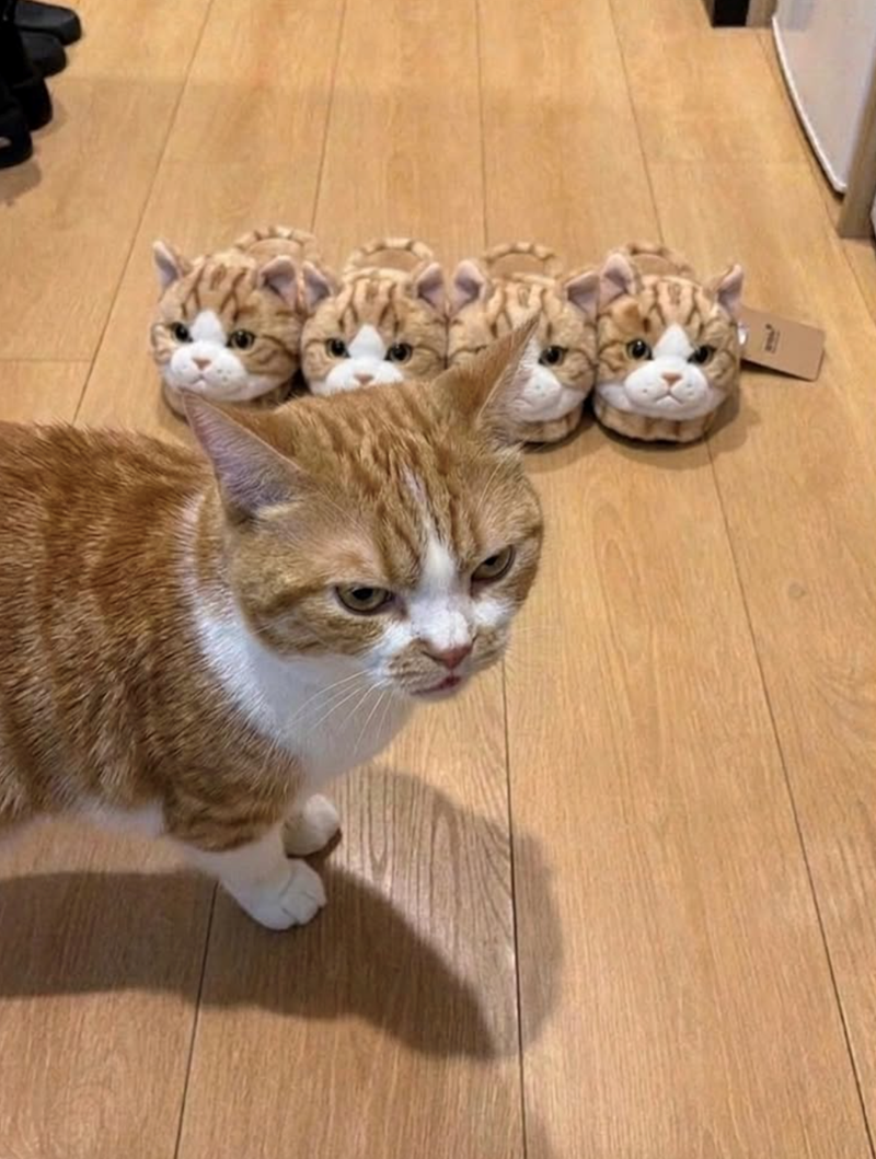 Cheezburger Image 10619707392