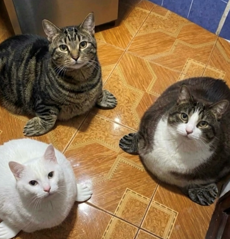 Cheezburger Image 10619707648