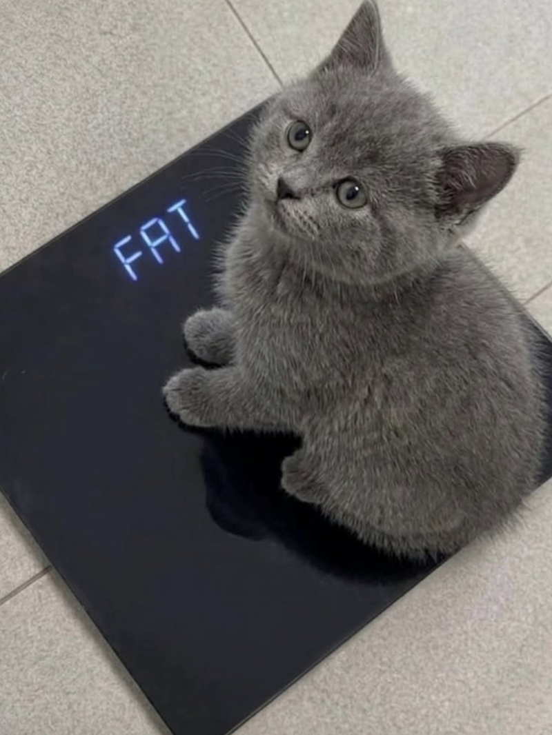 FAT