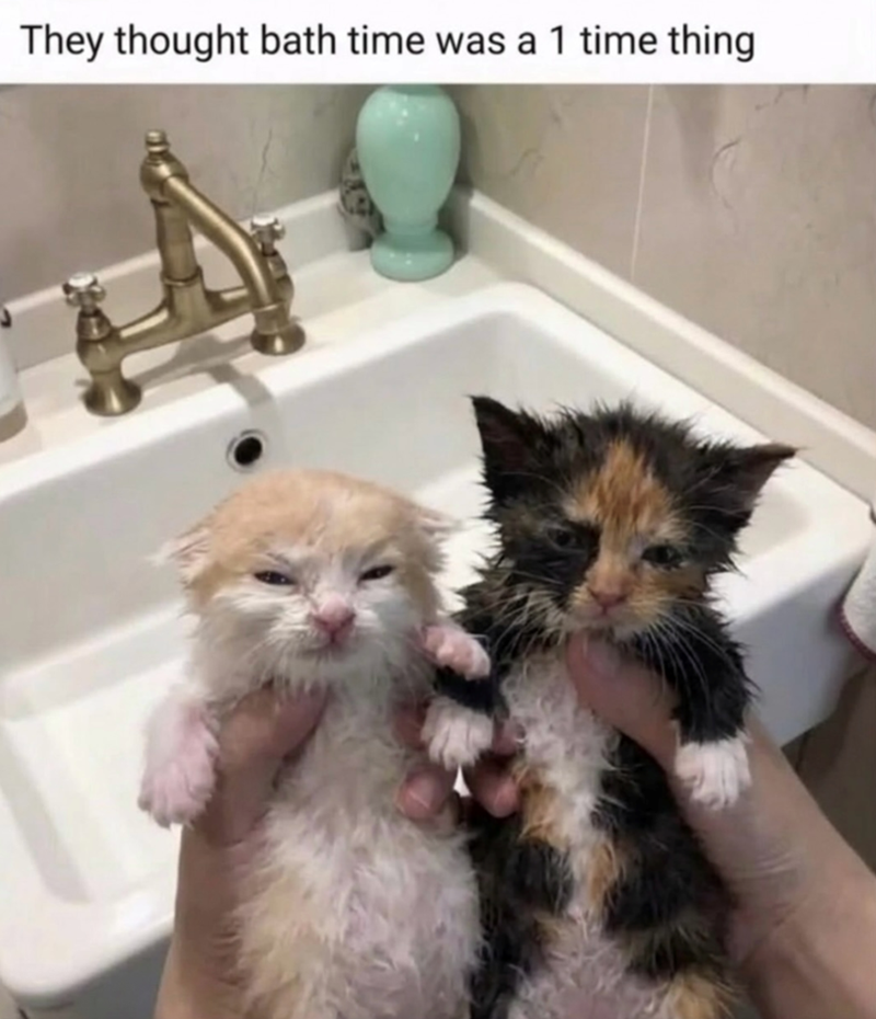 They thought bath time was a 1 time thing