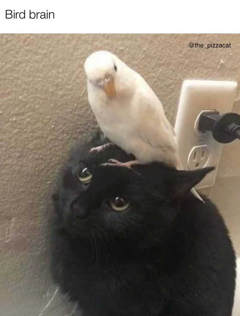 Bird brain @the_pizzacat