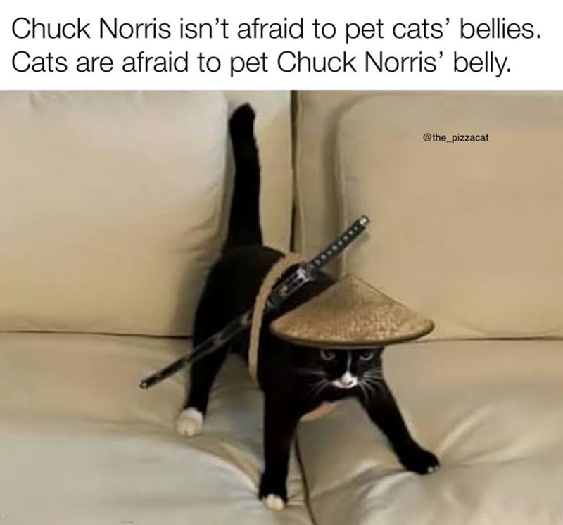 Chuck Norris isn't afraid to pet cats' bellies. Cats are afraid to pet Chuck Norris' belly. @the_pizzacat