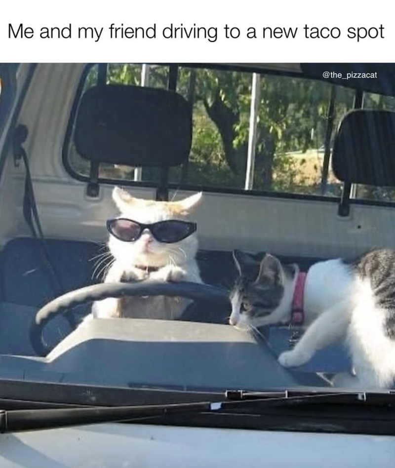 Me and my friend driving to a new taco spot @the_pizzacat