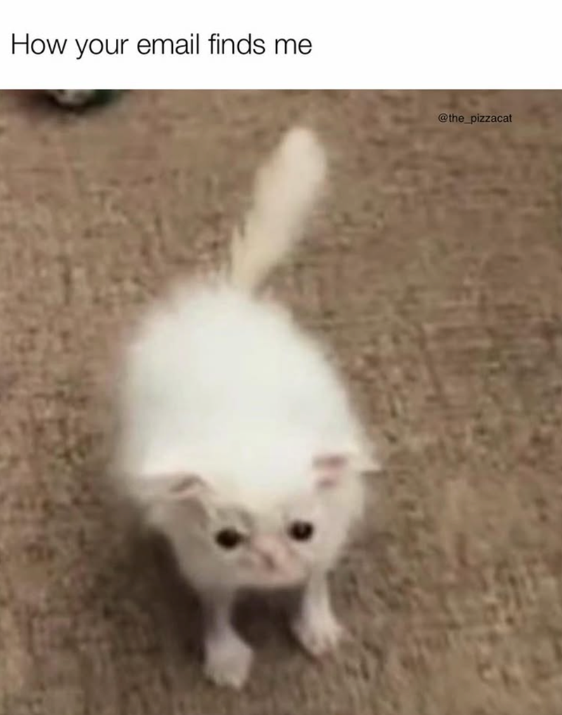 How your email finds me @the_pizzacat