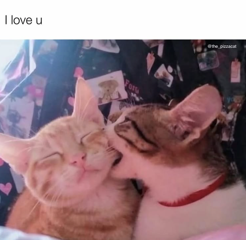 I love u Fors @the_pizzacat