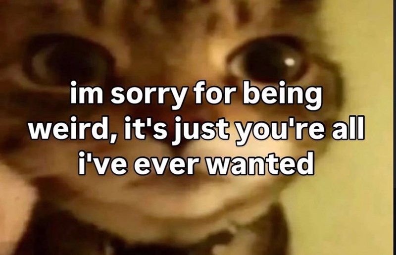 im sorry for being weird, it's just you're all i've ever wanted