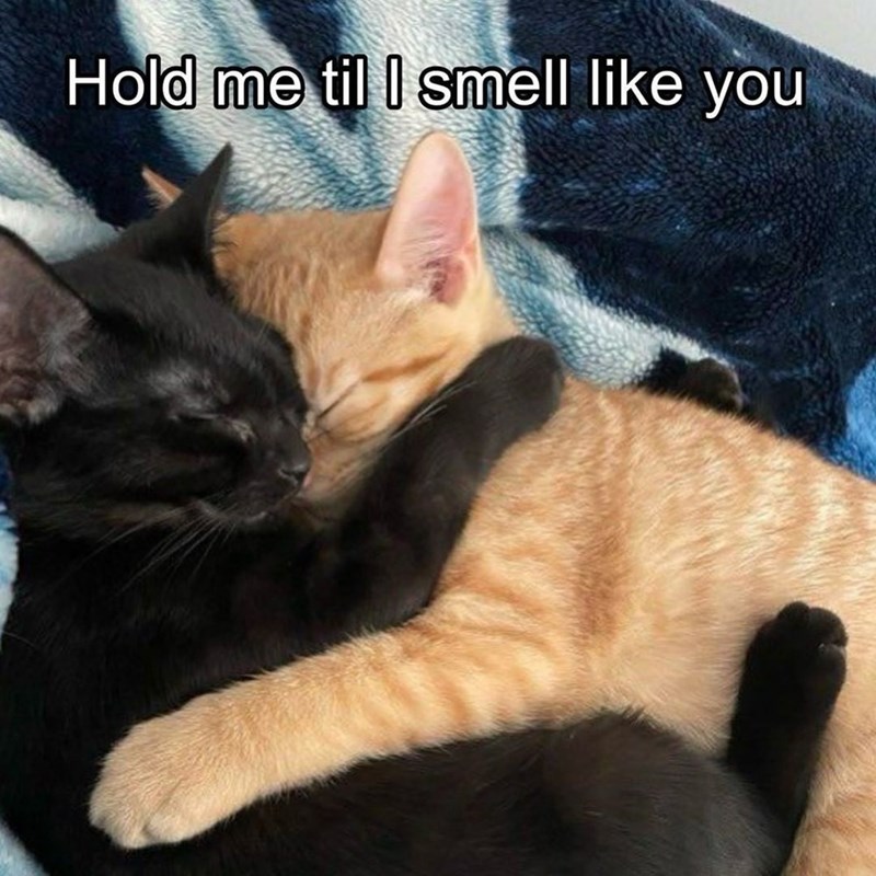 Hold me til I smell like you