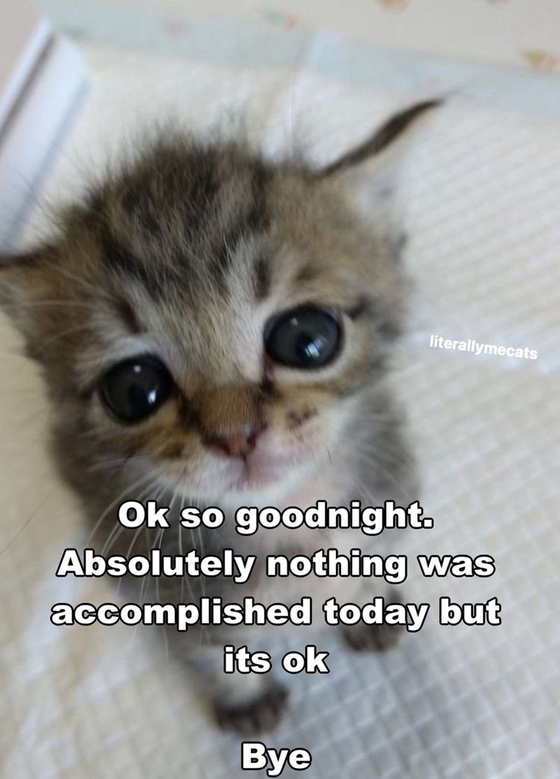 literallymecats Ok so goodnight. Absolutely nothing was accomplished today but its ok Bye