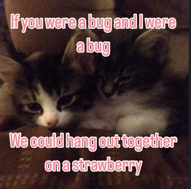 If you were a bug and I were a bug We could hang out together on a strawberry