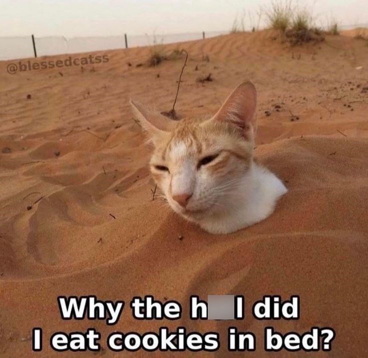 @blessedcatss Why the h I did I eat cookies in bed?
