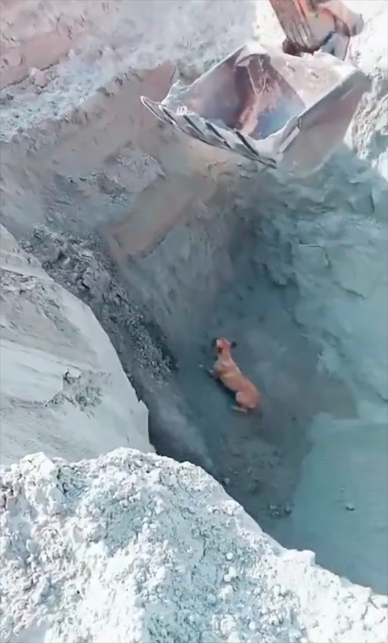 Cheezburger Image 10619725568