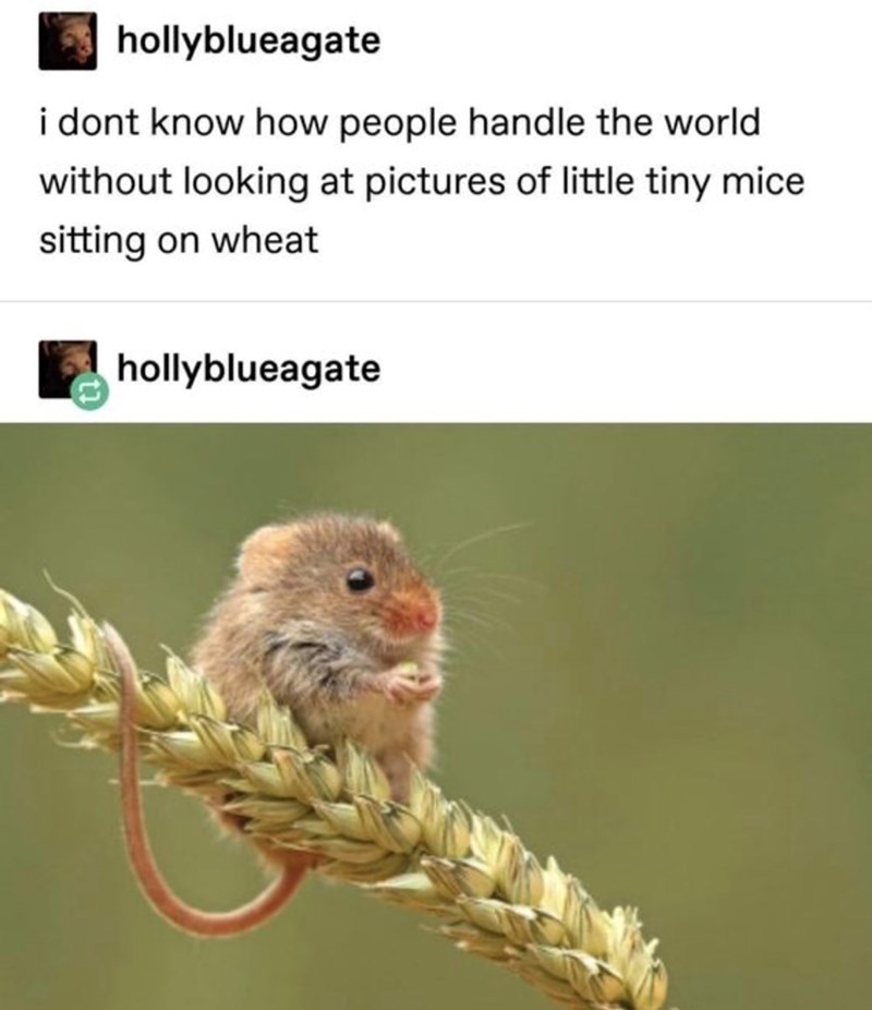 hollyblueagate i dont know how people handle the world without looking at pictures of little tiny mice. sitting on wheat hollyblueagate